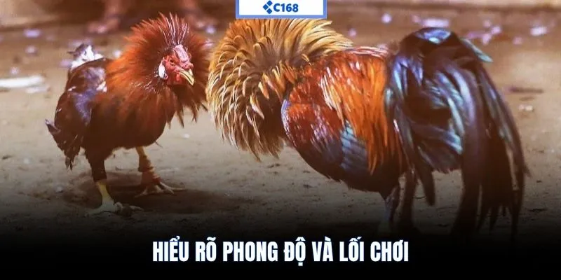Hiểu rõ phong độ và lối chơi